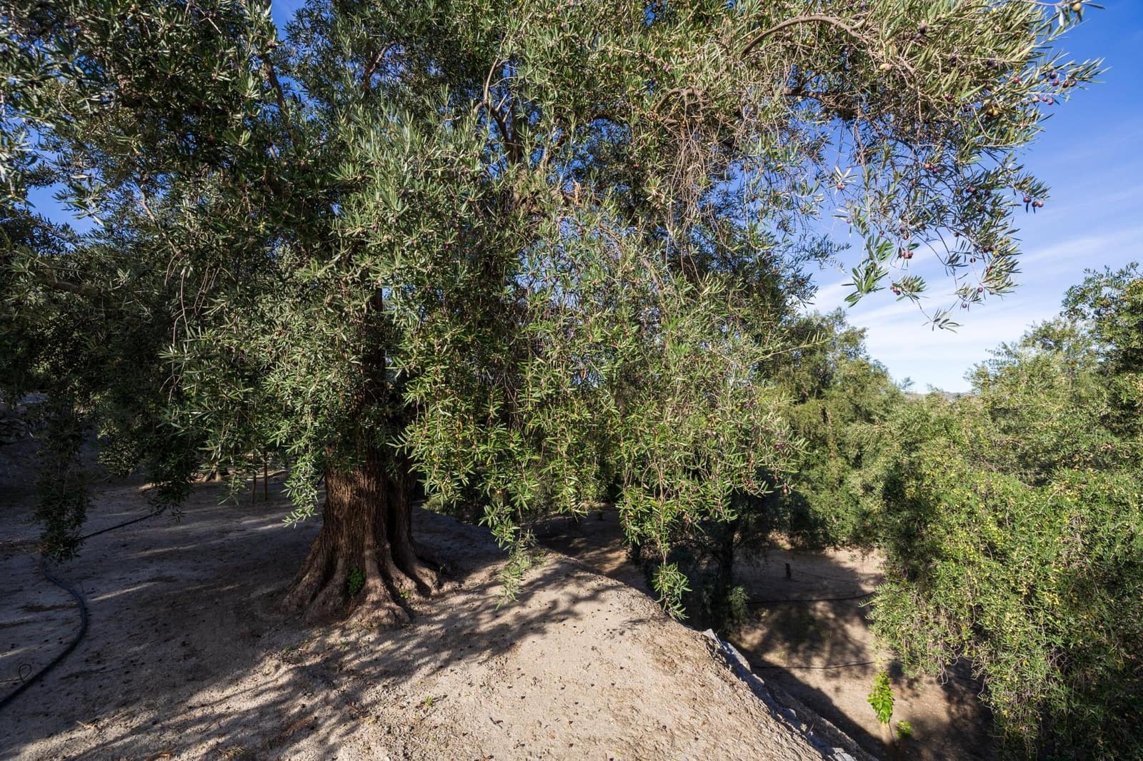 Terreno Não Urbanizado para venda em Lecrin - 140 000 € (Ref: 9674899)