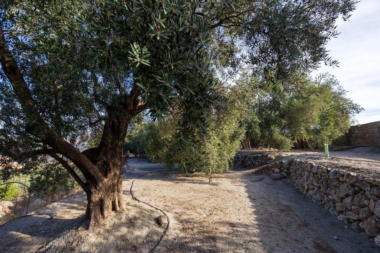 Terreno Não Urbanizado para venda em Lecrin - 140 000 € (Ref: 9674899)