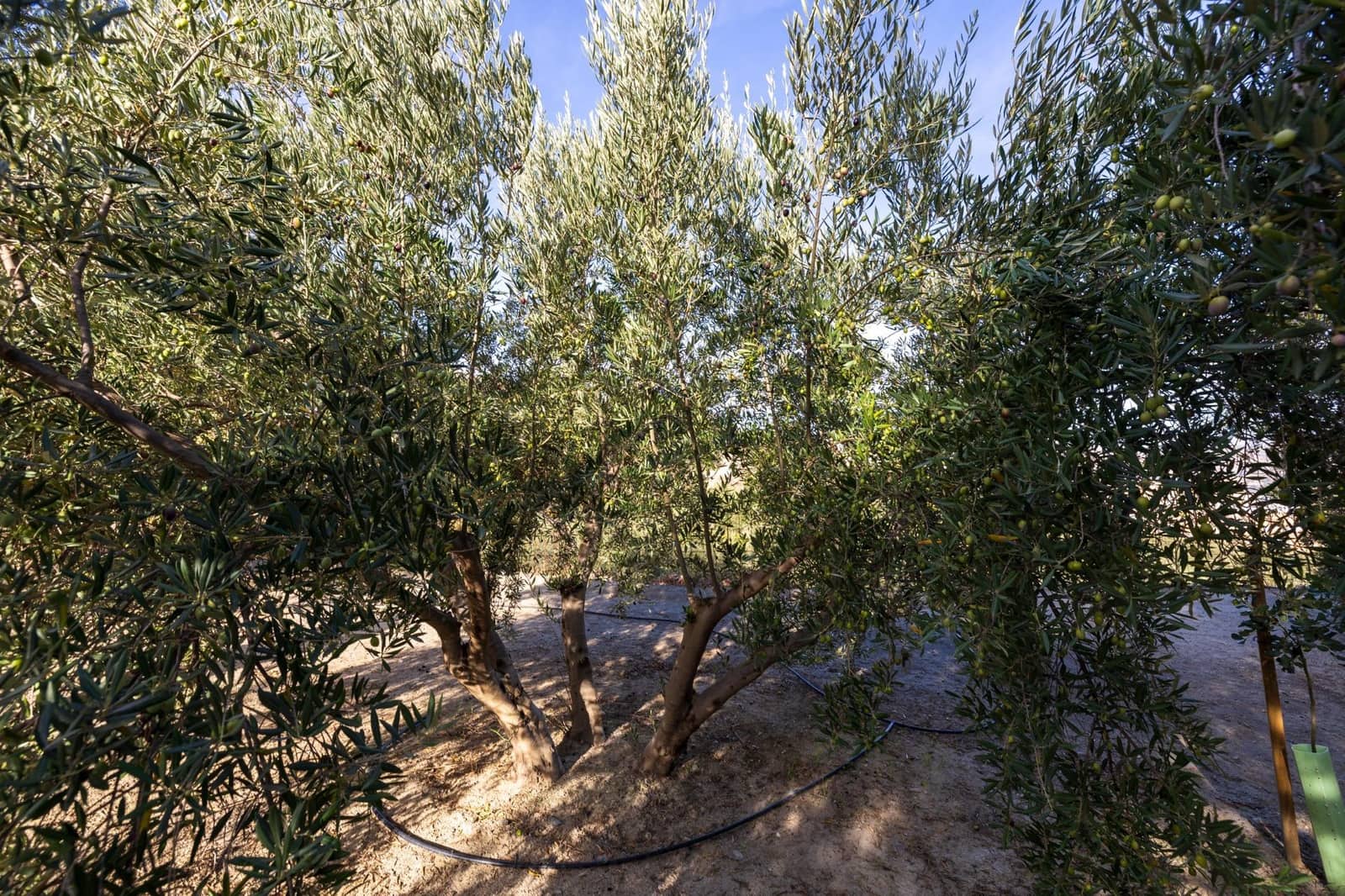 Terreno Não Urbanizado para venda em Lecrin - 140 000 € (Ref: 9674899)