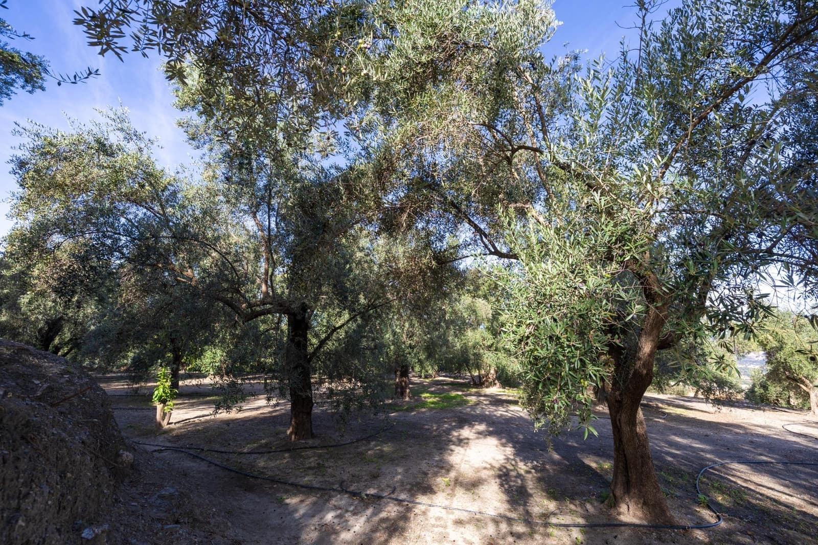 Terreno Não Urbanizado para venda em Lecrin - 140 000 € (Ref: 9674899)