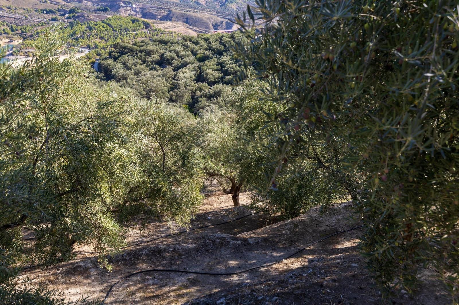 Terreno Não Urbanizado para venda em Lecrin - 140 000 € (Ref: 9674899)