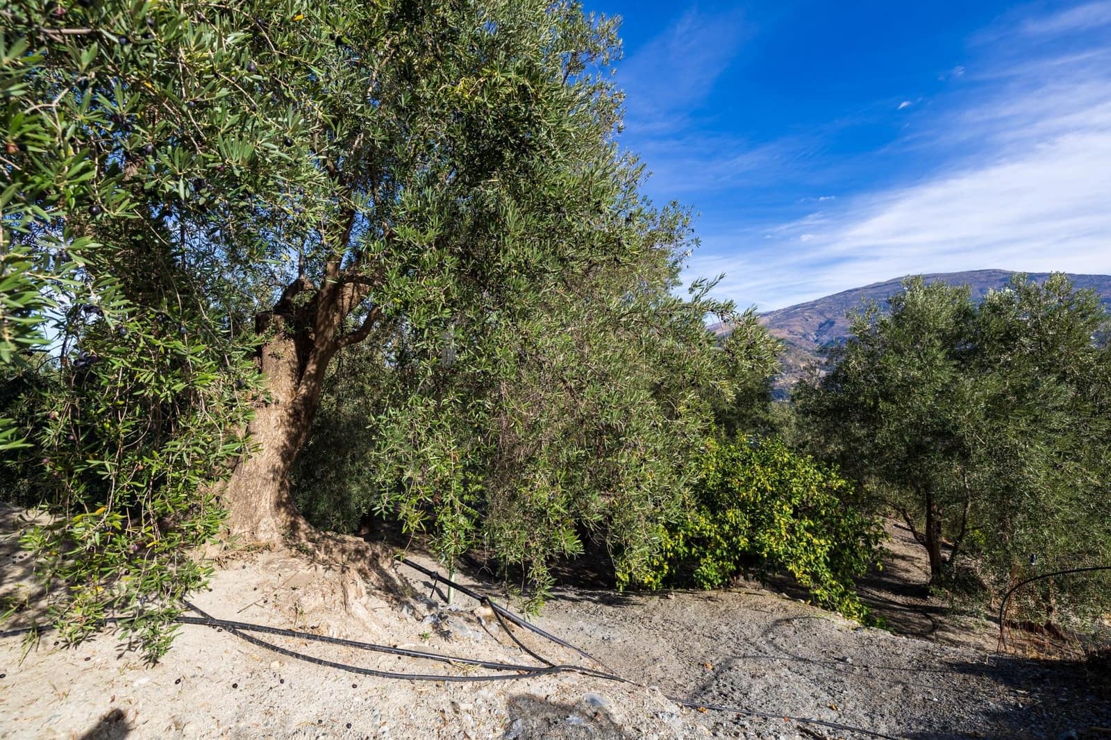 Terreno Não Urbanizado para venda em Lecrin - 140 000 € (Ref: 9674899)