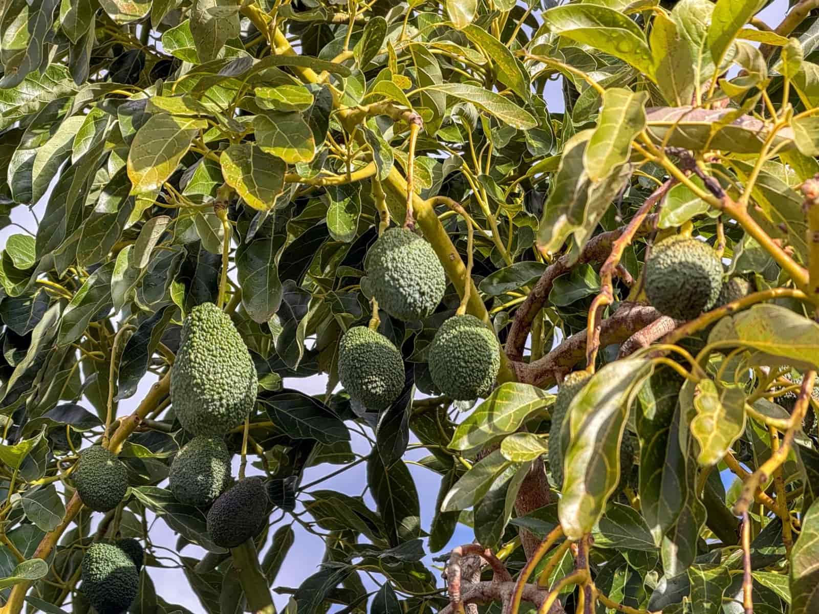 1 bedroom Finca/Country House for sale in Los Guajares with garage - € 89,900 (Ref: 9674979)