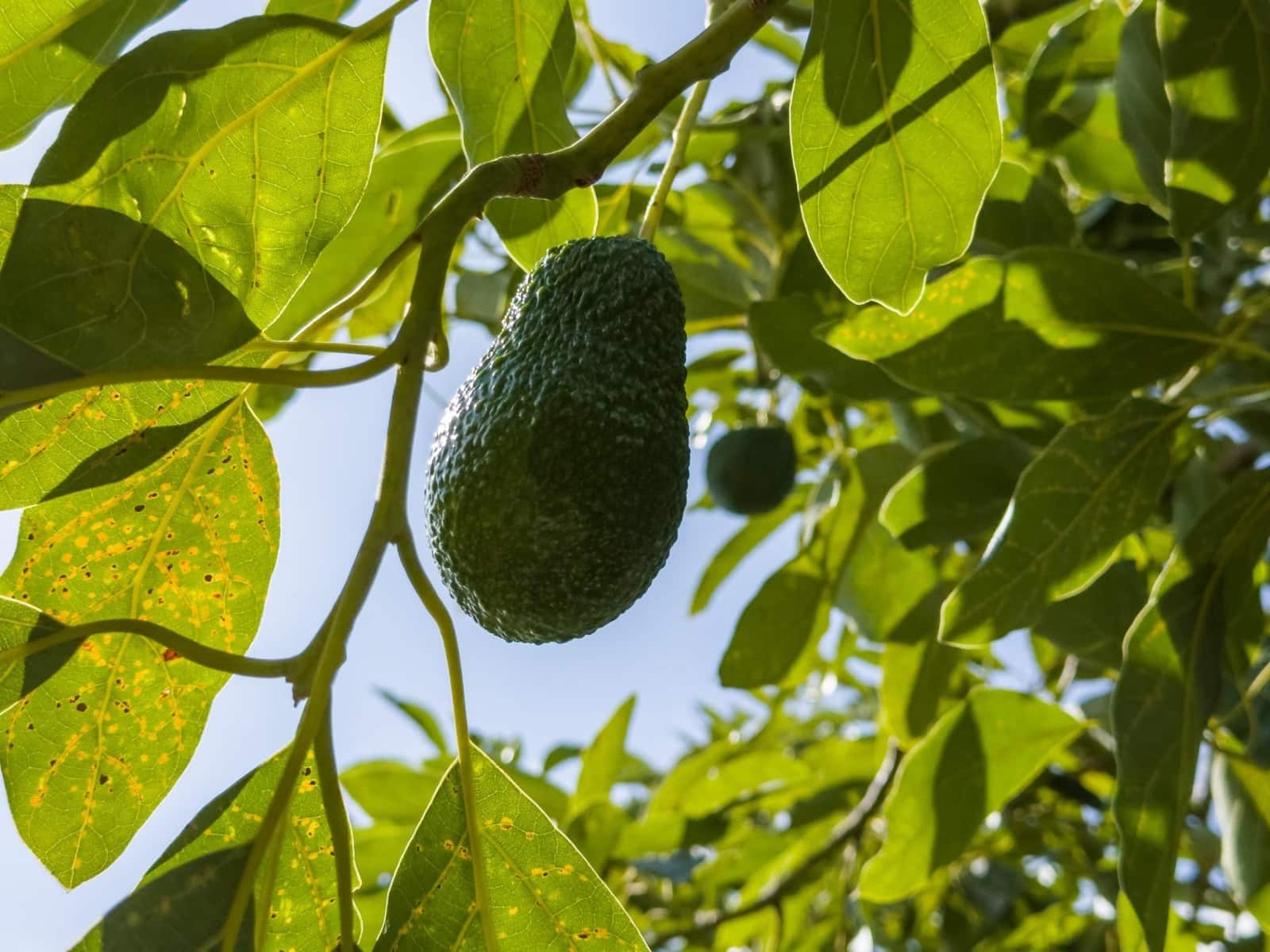 1 bedroom Finca/Country House for sale in Los Guajares with garage - € 89,900 (Ref: 9674979)