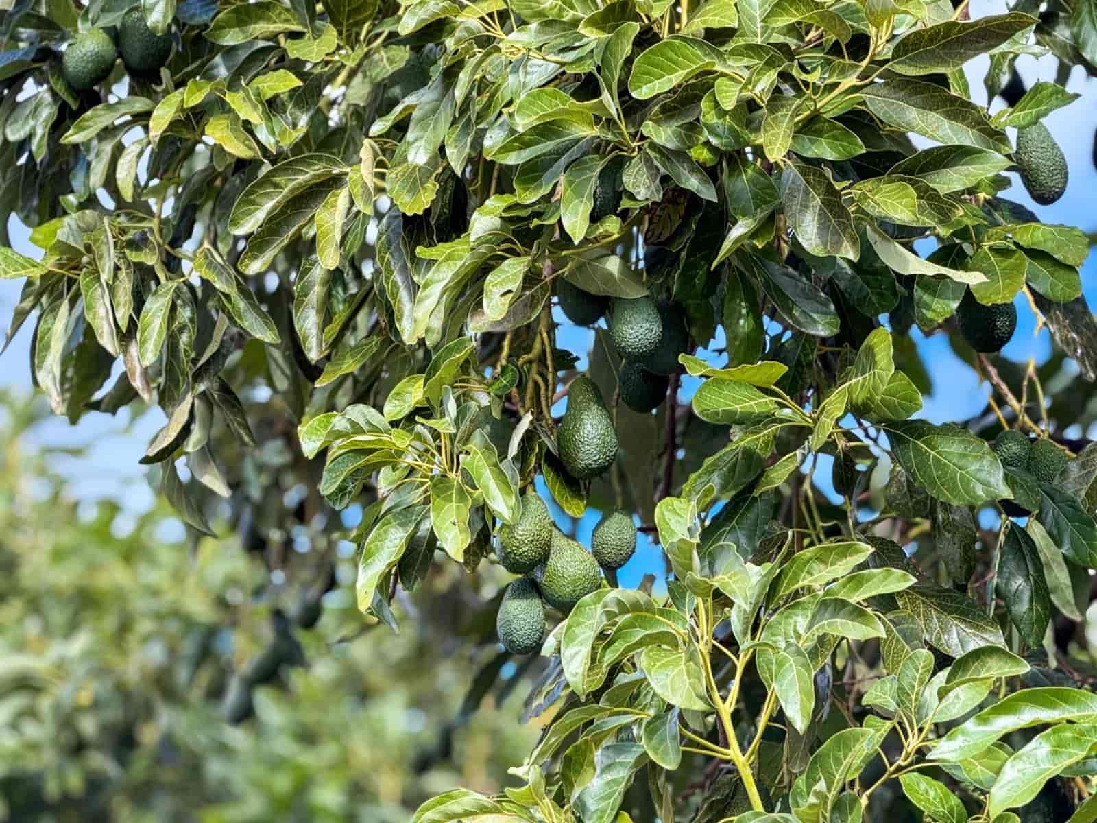 1 bedroom Finca/Country House for sale in Los Guajares with garage - € 89,900 (Ref: 9674979)