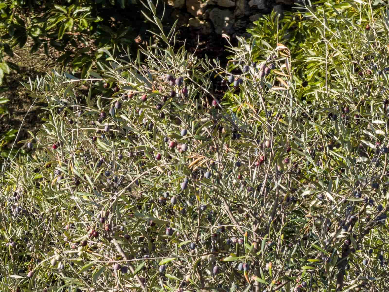 1 bedroom Finca/Country House for sale in Los Guajares with garage - € 89,900 (Ref: 9674979)