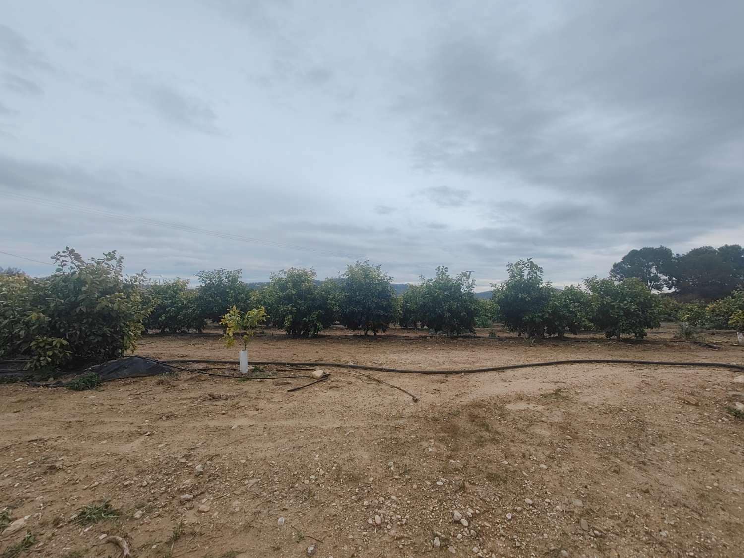 Byggegrund til salg i Pliego - € 60.000 (Ref: 9537249)