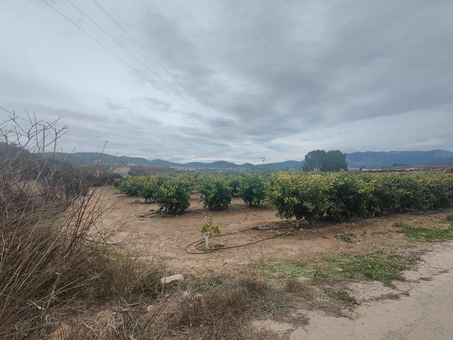 Byggegrund til salg i Pliego - € 60.000 (Ref: 9537249)