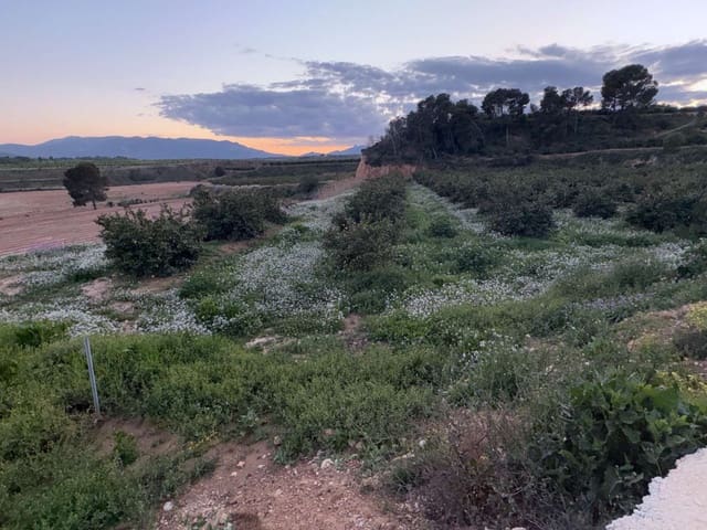 Finca/Casa Rural en Mula en venta - 155.000 € (Ref: 9731749)