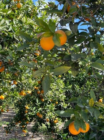 Finca/Landehus til salg i Alhama de Murcia - € 1.275.000 (Ref: 9939507)