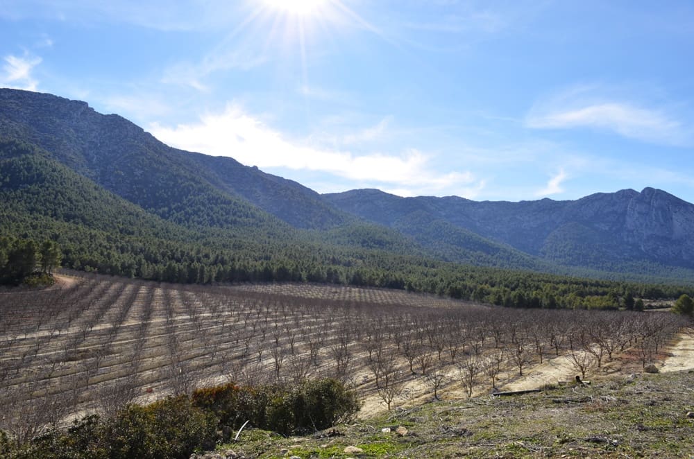 Finca/Casa Rural en Mula en venta - 1.300.000 € (Ref: 9998147)