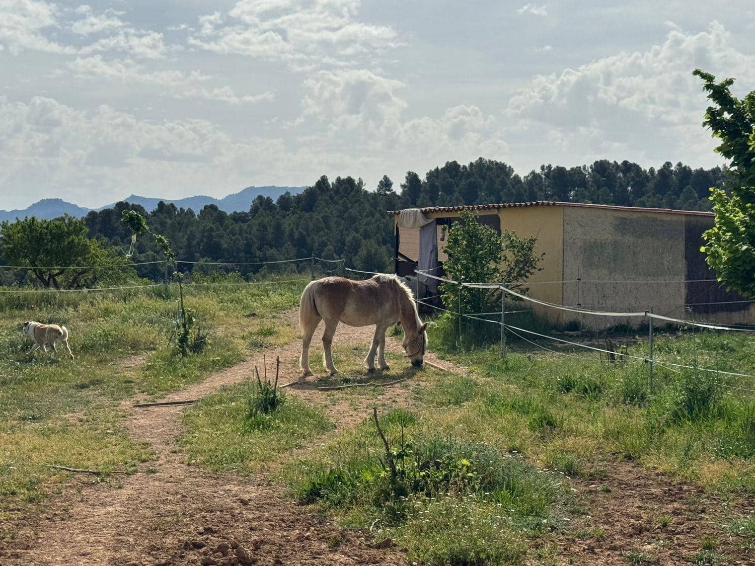 Tontti myytävänä paikassa Cretas - 119 000 € (Ref: 10124564)