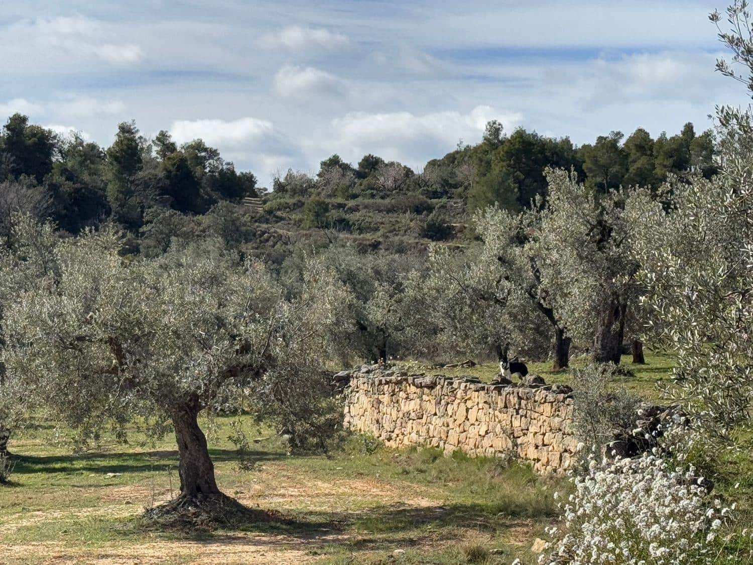 1 bedroom Finca/Country House for sale in Valderrobres - € 105,000 (Ref: 10124588)