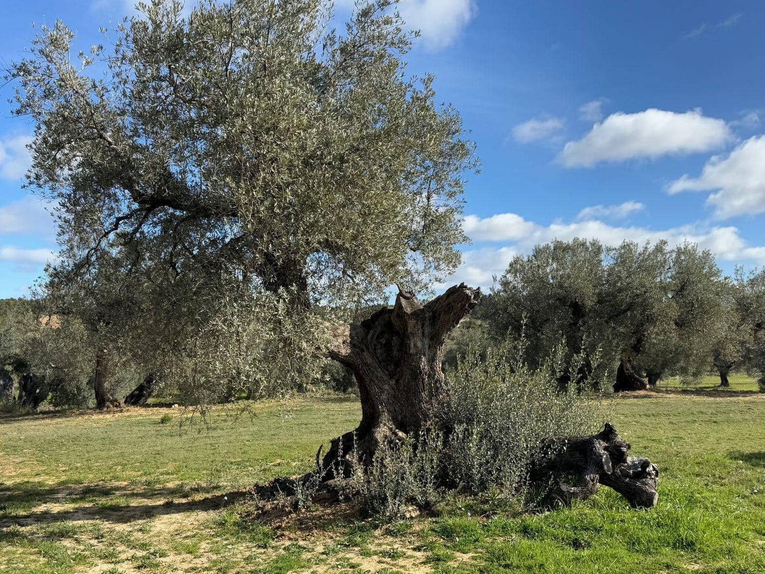 1 bedroom Finca/Country House for sale in Valderrobres - € 105,000 (Ref: 10124588)