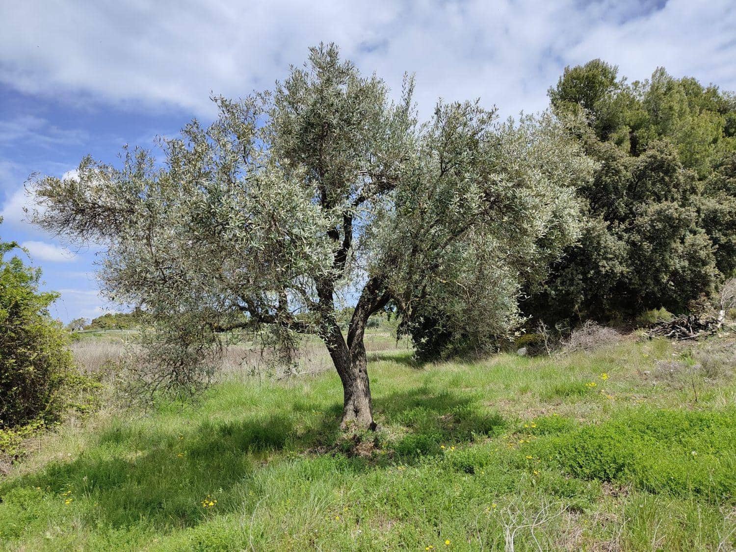 Finca/Maison de Campagne à vendre à Valderrobres avec piscine - 42 000 € (Ref: 10124609)