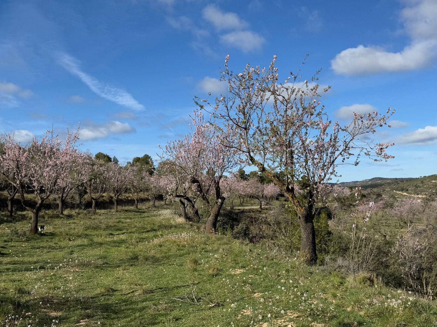 Finca/Maison de Campagne à vendre à Valderrobres - 80 000 € (Ref: 10124616)
