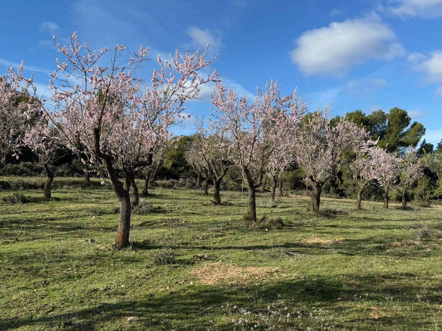 Finca/Maison de Campagne à vendre à Valderrobres - 80 000 € (Ref: 10124616)