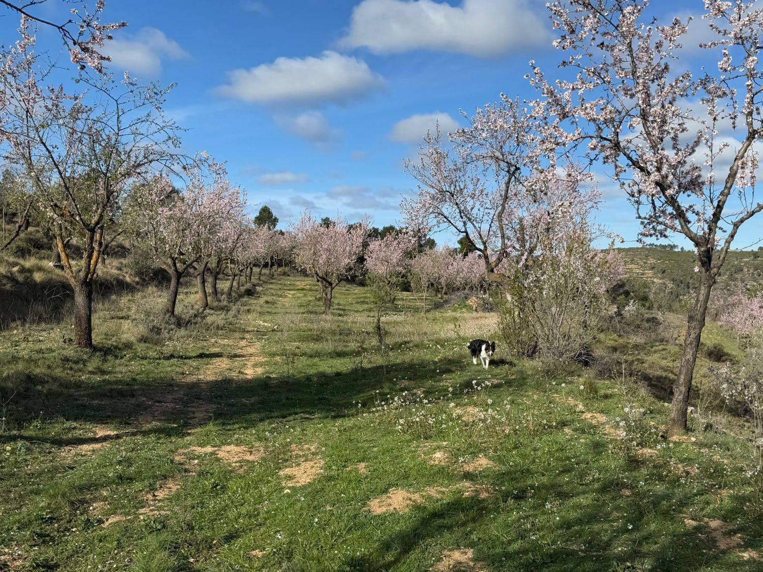 Finca/Maison de Campagne à vendre à Valderrobres - 80 000 € (Ref: 10124616)