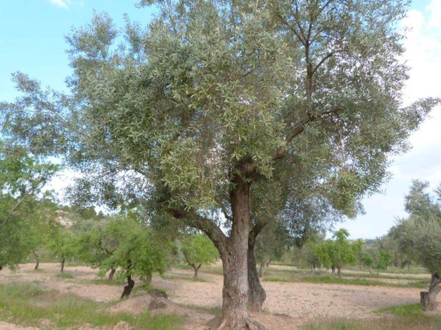 Finca/Country House for sale in Valjunquera - € 70,000 (Ref: 10124625)