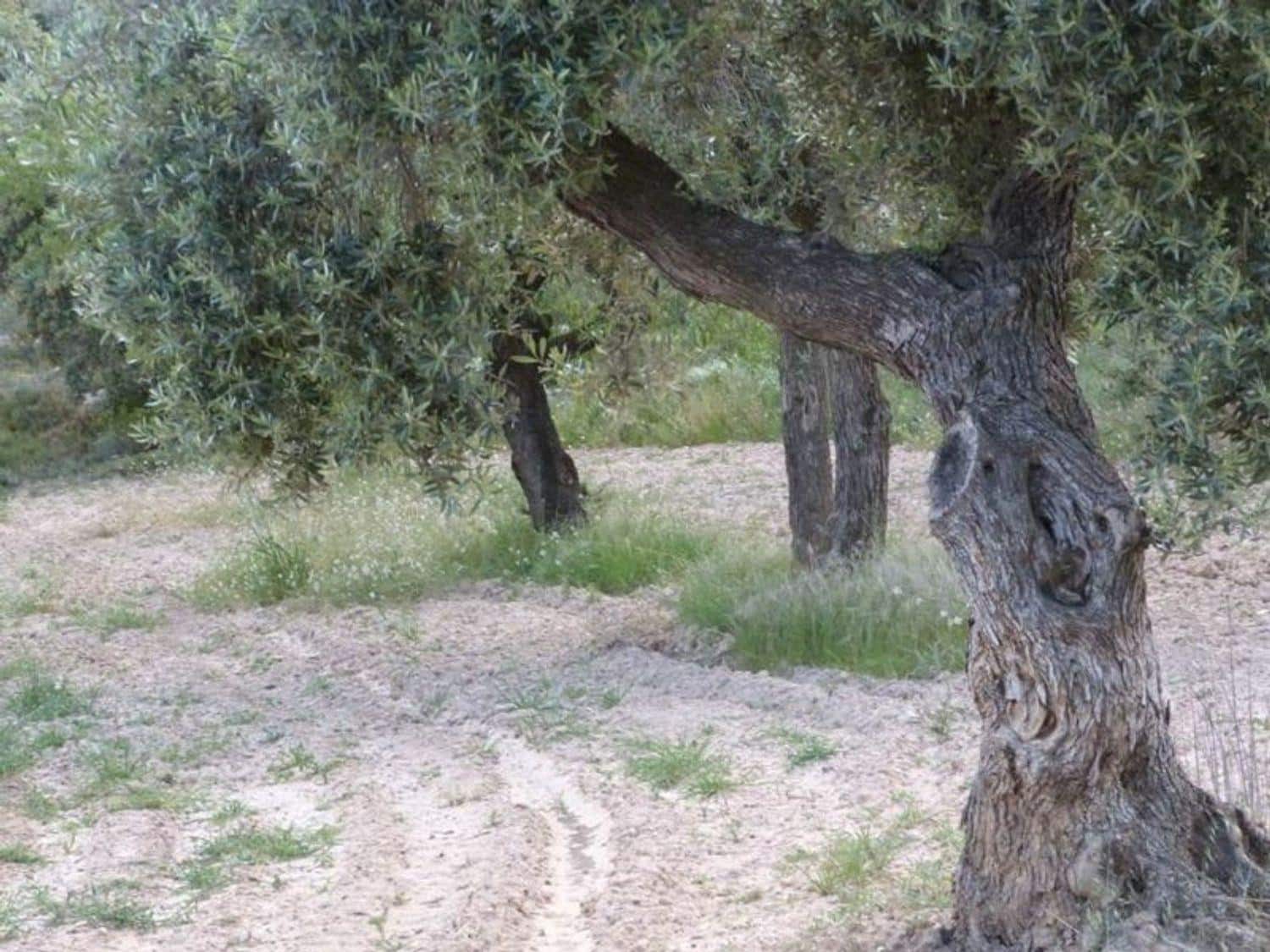 Finca/Country House for sale in Valjunquera - € 70,000 (Ref: 10124625)