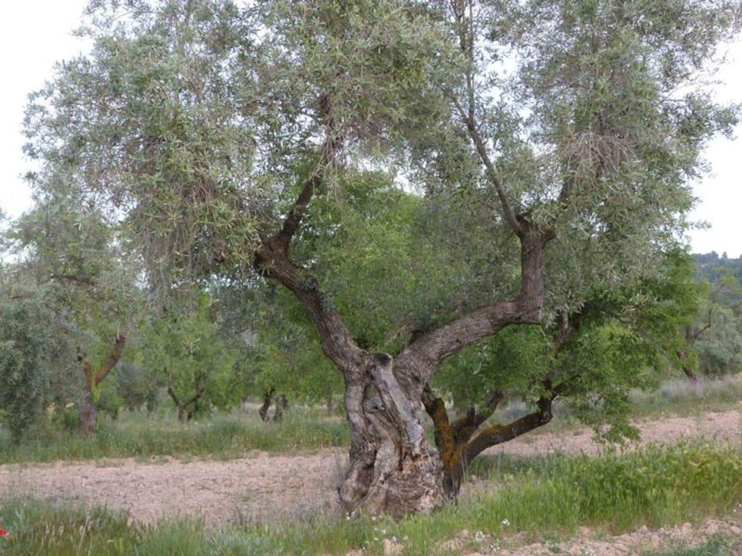Finca/Country House for sale in Valjunquera - € 70,000 (Ref: 10124625)