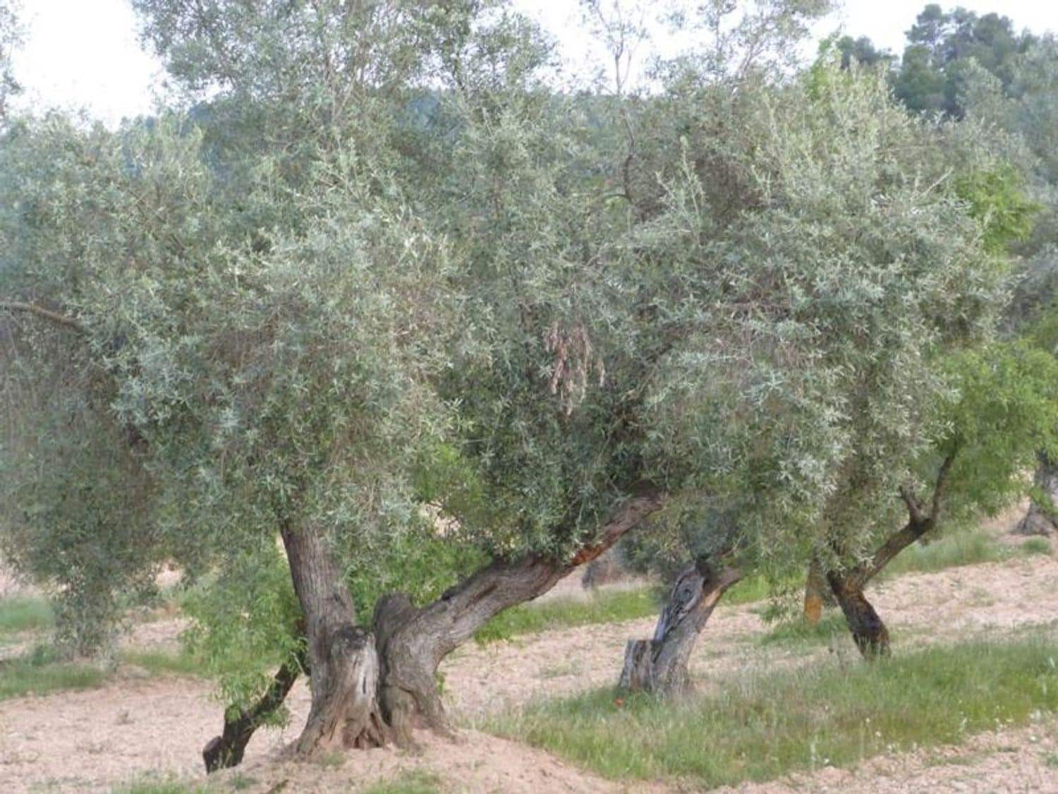 Finca/Country House for sale in Valjunquera - € 70,000 (Ref: 10124625)
