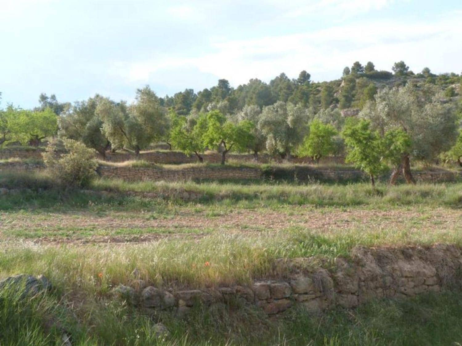 Finca/Country House for sale in Valjunquera - € 70,000 (Ref: 10124625)