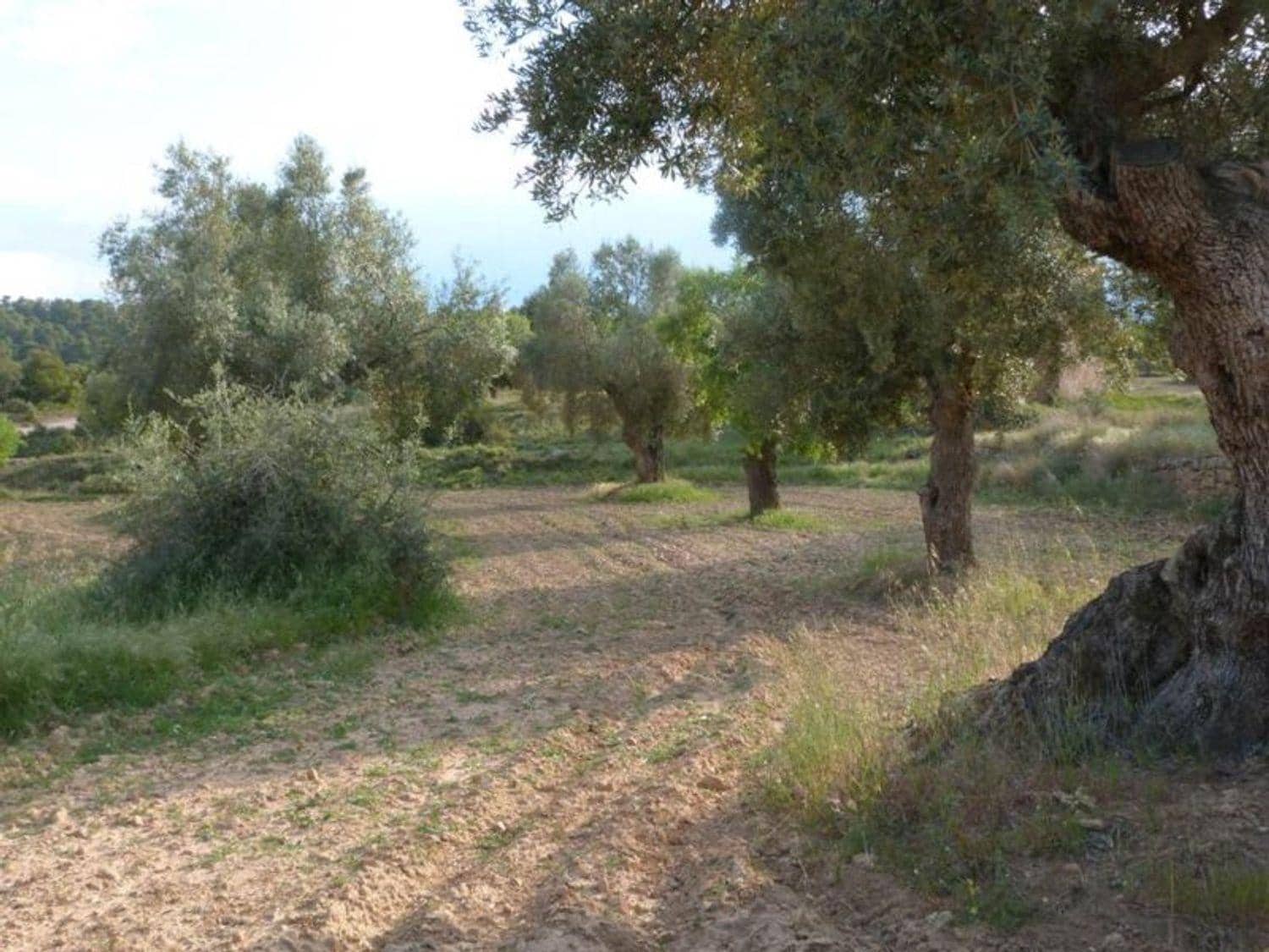Finca/Country House for sale in Valjunquera - € 70,000 (Ref: 10124625)