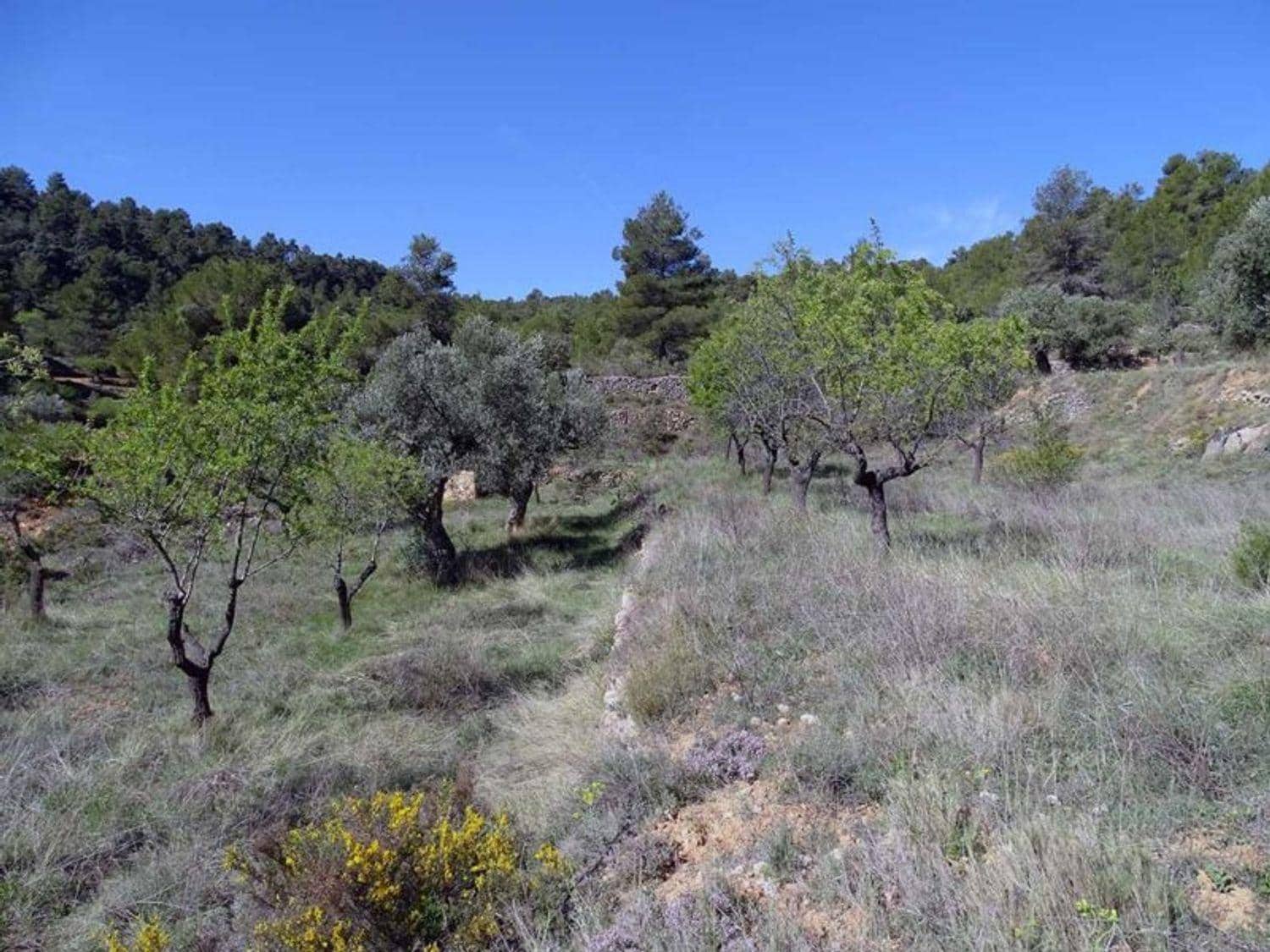 1 bedroom Finca/Country House for sale in Beceite - € 35,000 (Ref: 10124626)