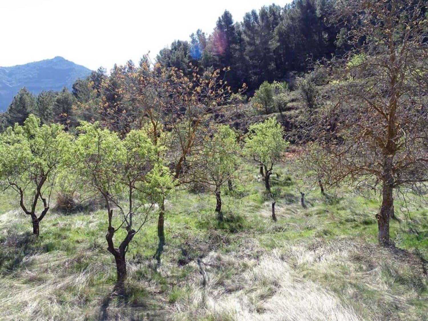 1 bedroom Finca/Country House for sale in Beceite - € 35,000 (Ref: 10124626)