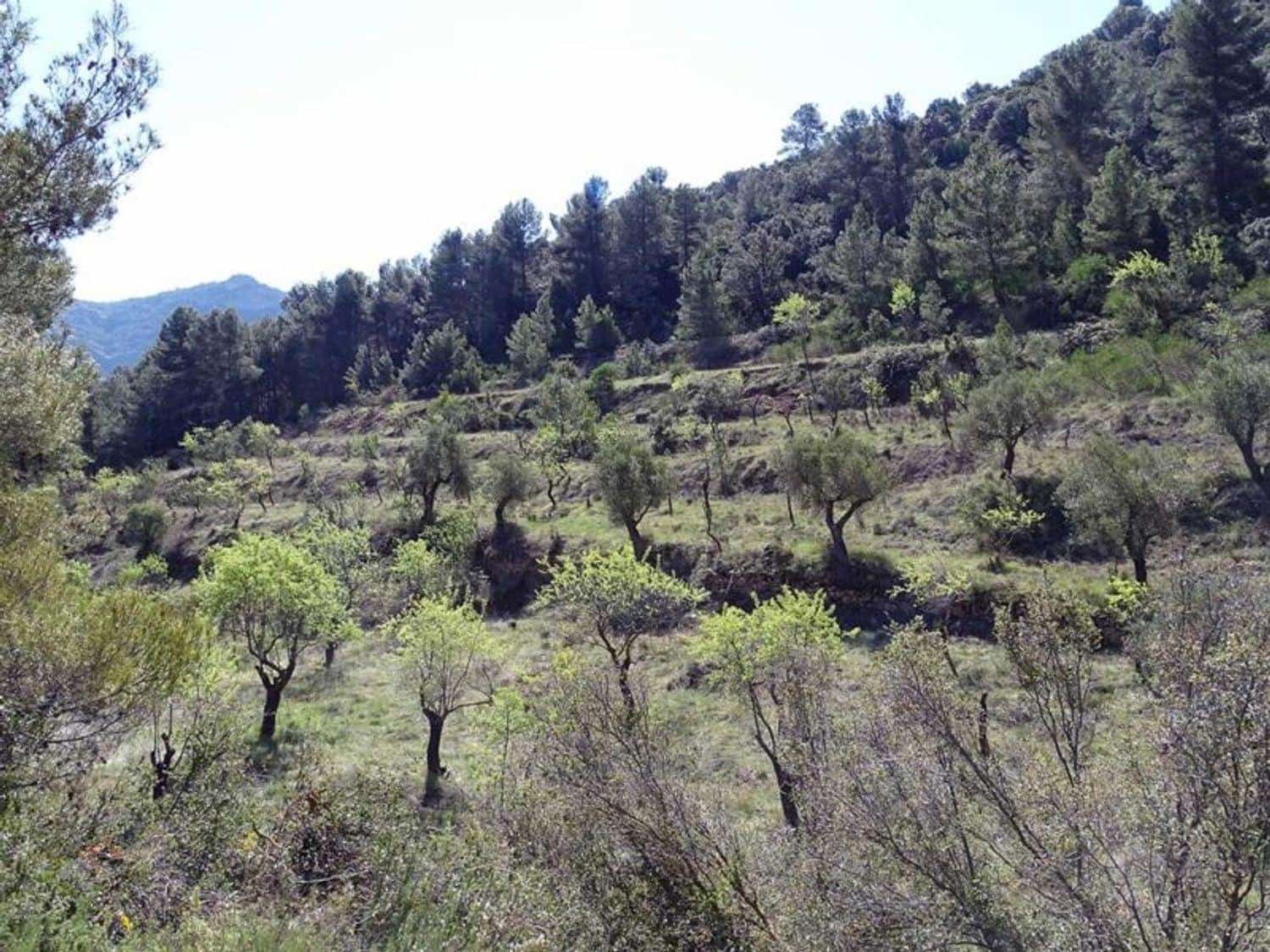 1 bedroom Finca/Country House for sale in Beceite - € 35,000 (Ref: 10124626)