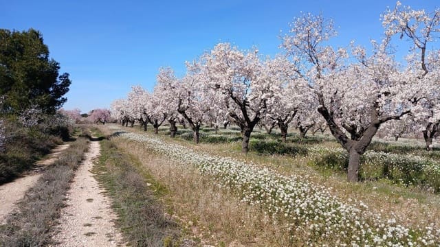 Terreno para Construção para venda em Valderrobres - 39 000 € (Ref: 10124629)