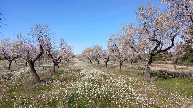 Terreno para Construção para venda em Valderrobres - 39 000 € (Ref: 10124629)
