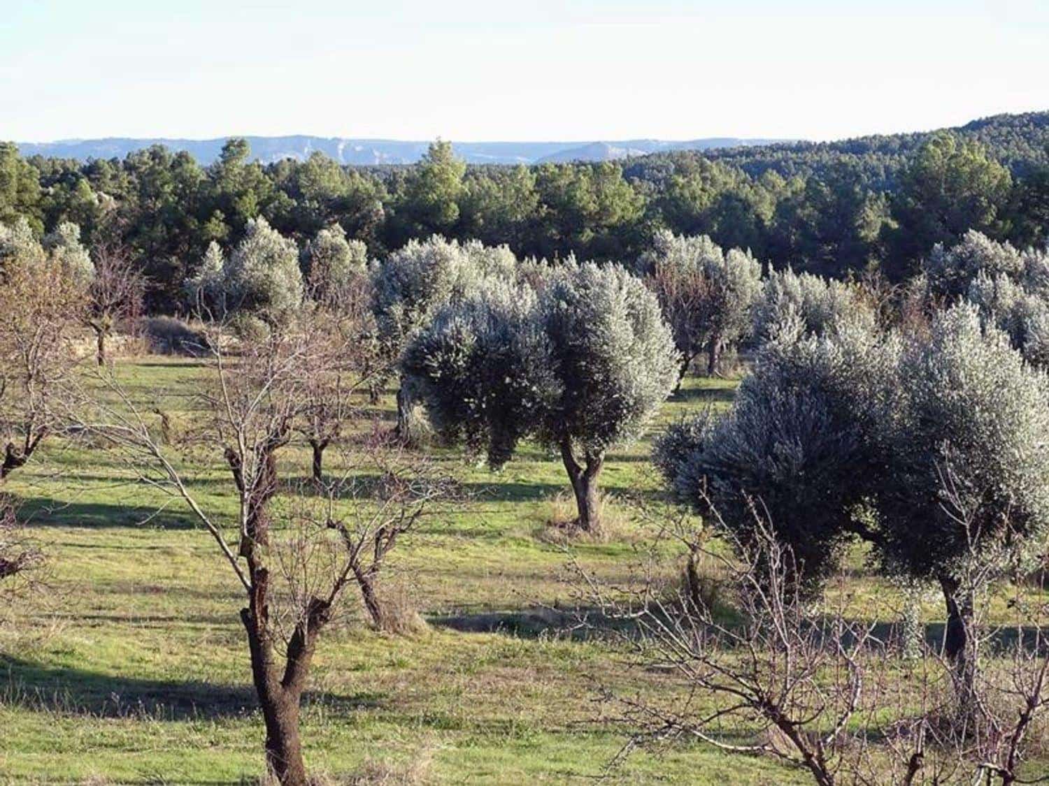 1 chambre Finca/Maison de Campagne à vendre à Torre del Compte - 70 000 € (Ref: 10124640)