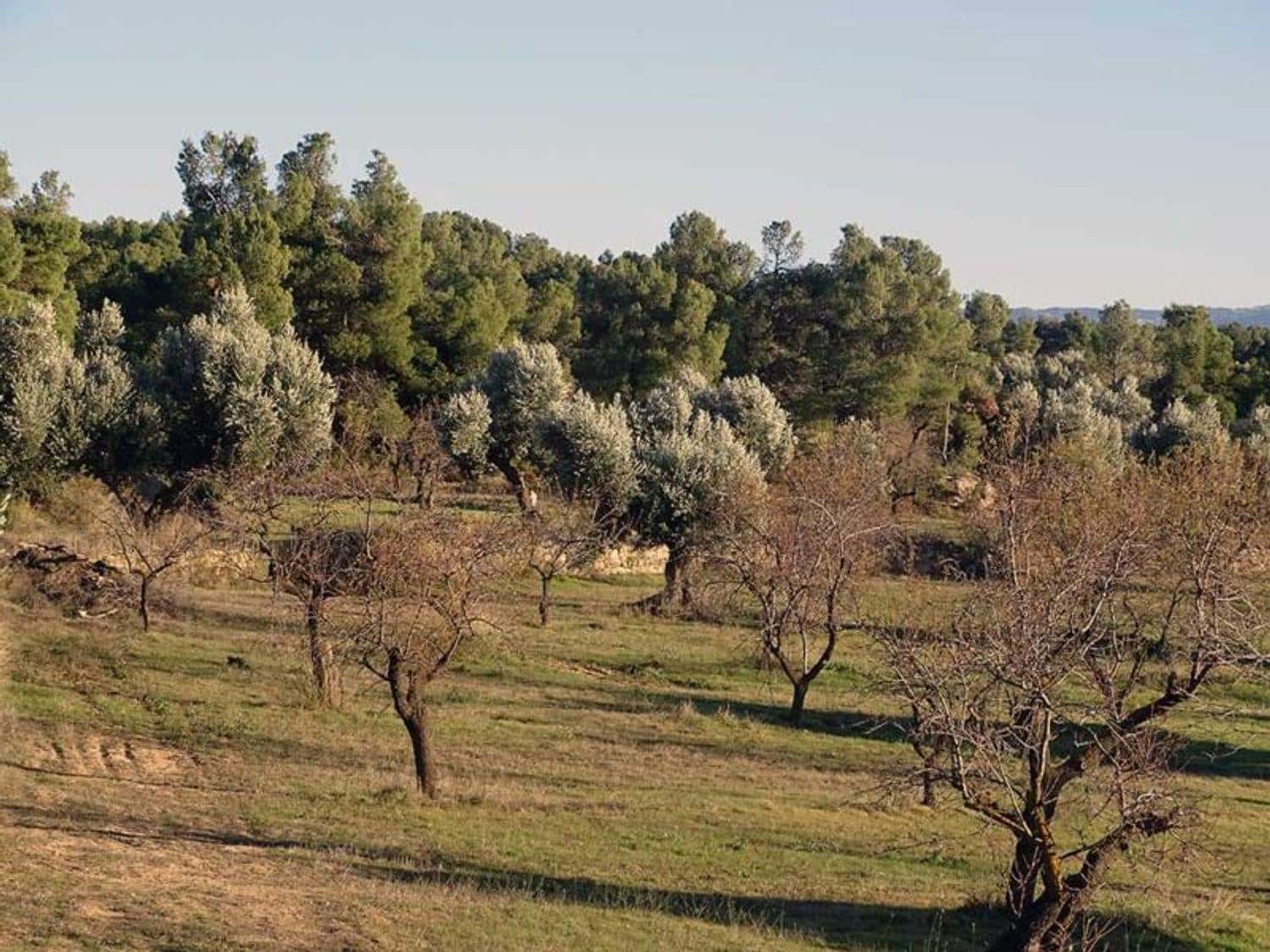 1 chambre Finca/Maison de Campagne à vendre à Torre del Compte - 70 000 € (Ref: 10124640)