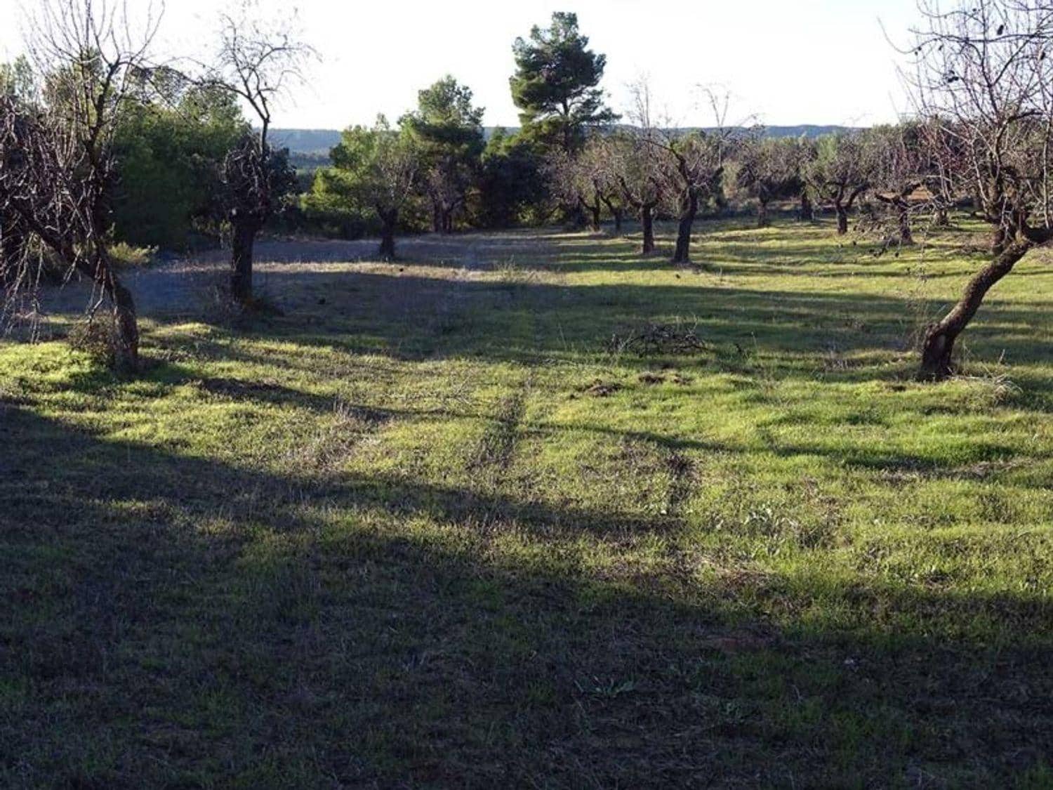 1 chambre Finca/Maison de Campagne à vendre à Torre del Compte - 70 000 € (Ref: 10124640)