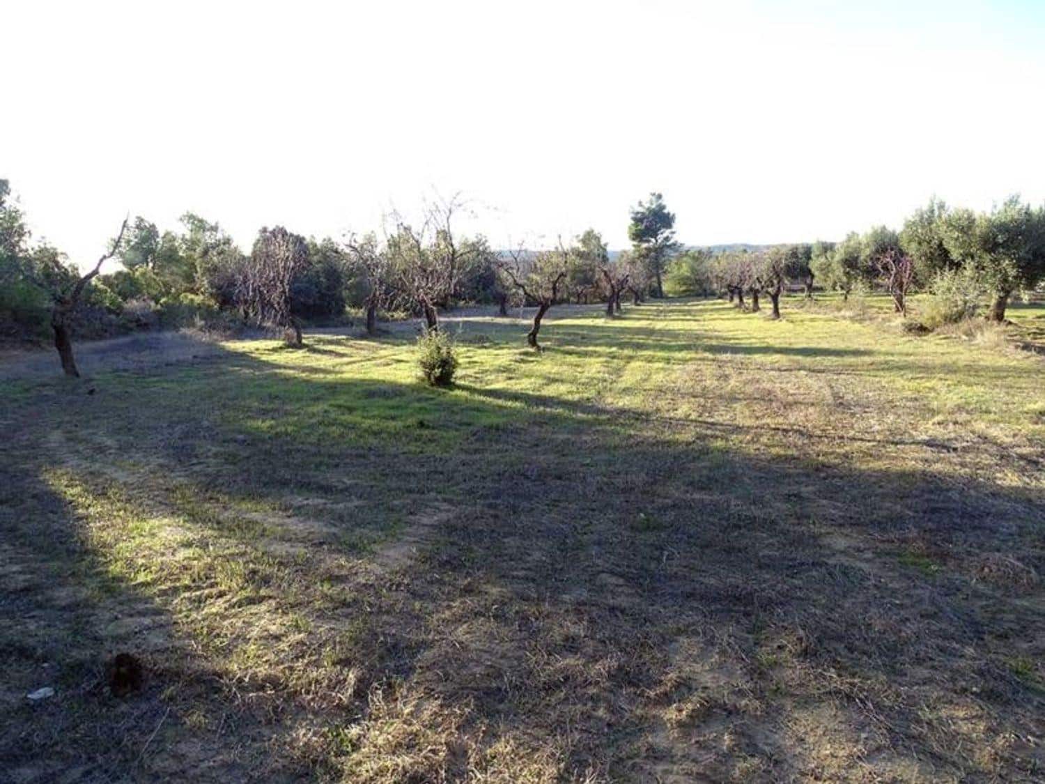 1 chambre Finca/Maison de Campagne à vendre à Torre del Compte - 70 000 € (Ref: 10124640)