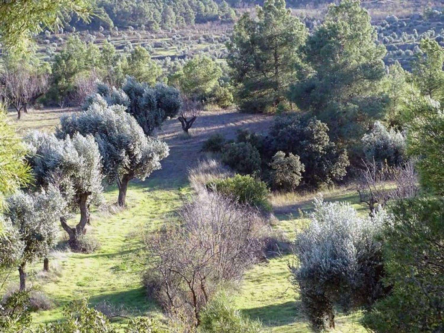1 chambre Finca/Maison de Campagne à vendre à Torre del Compte - 70 000 € (Ref: 10124640)