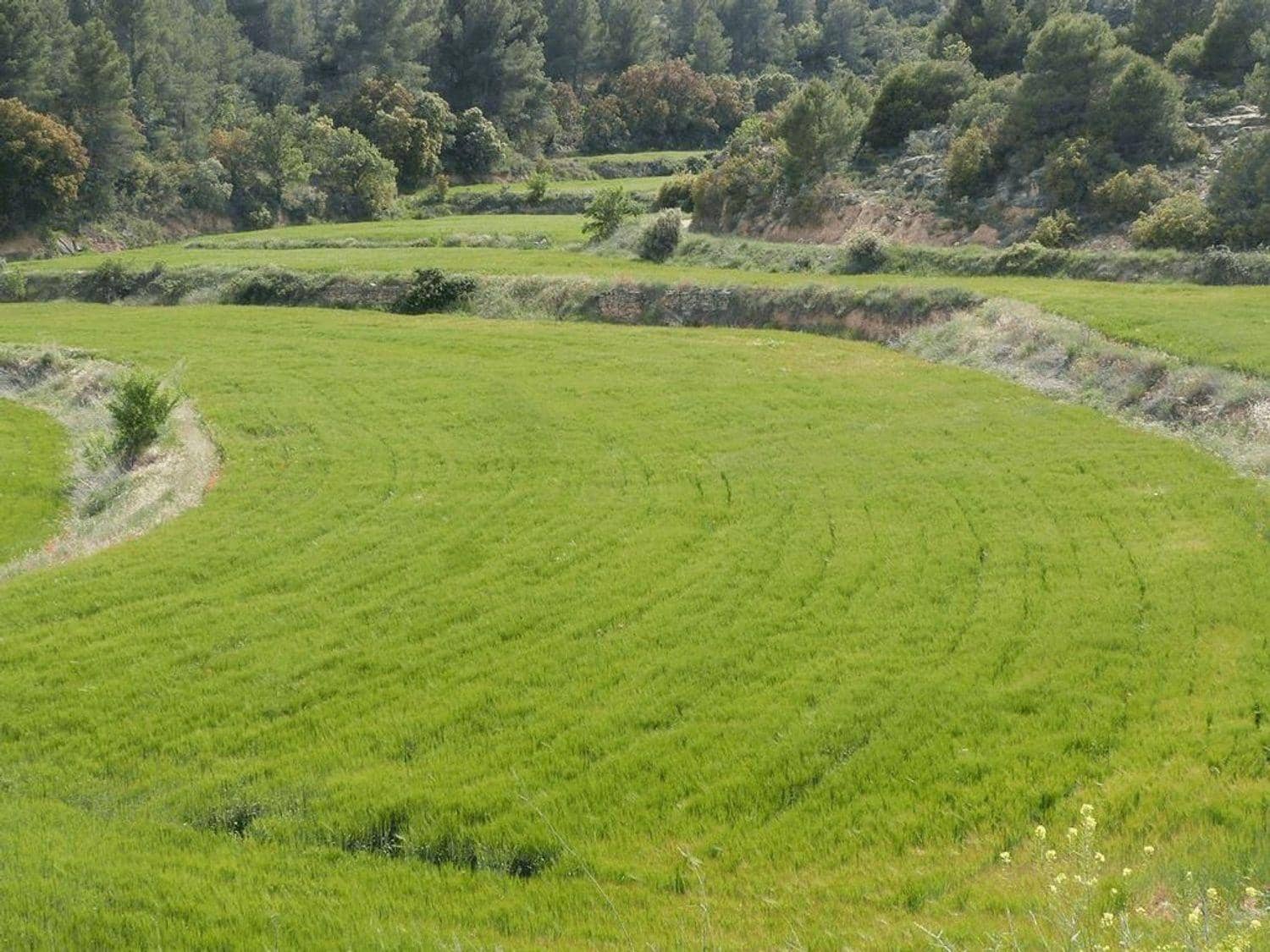 Ubebygd land til salgs i Valjunquera - € 35 000 (Ref: 10124643)