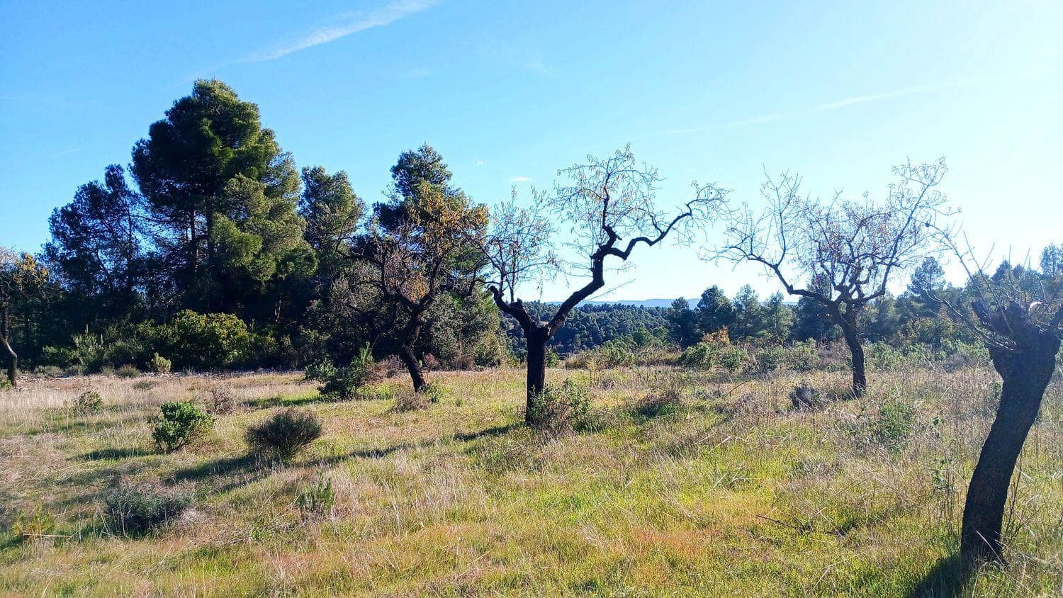 Terreno para Construção para venda em Cretas - 13 000 € (Ref: 10131419)