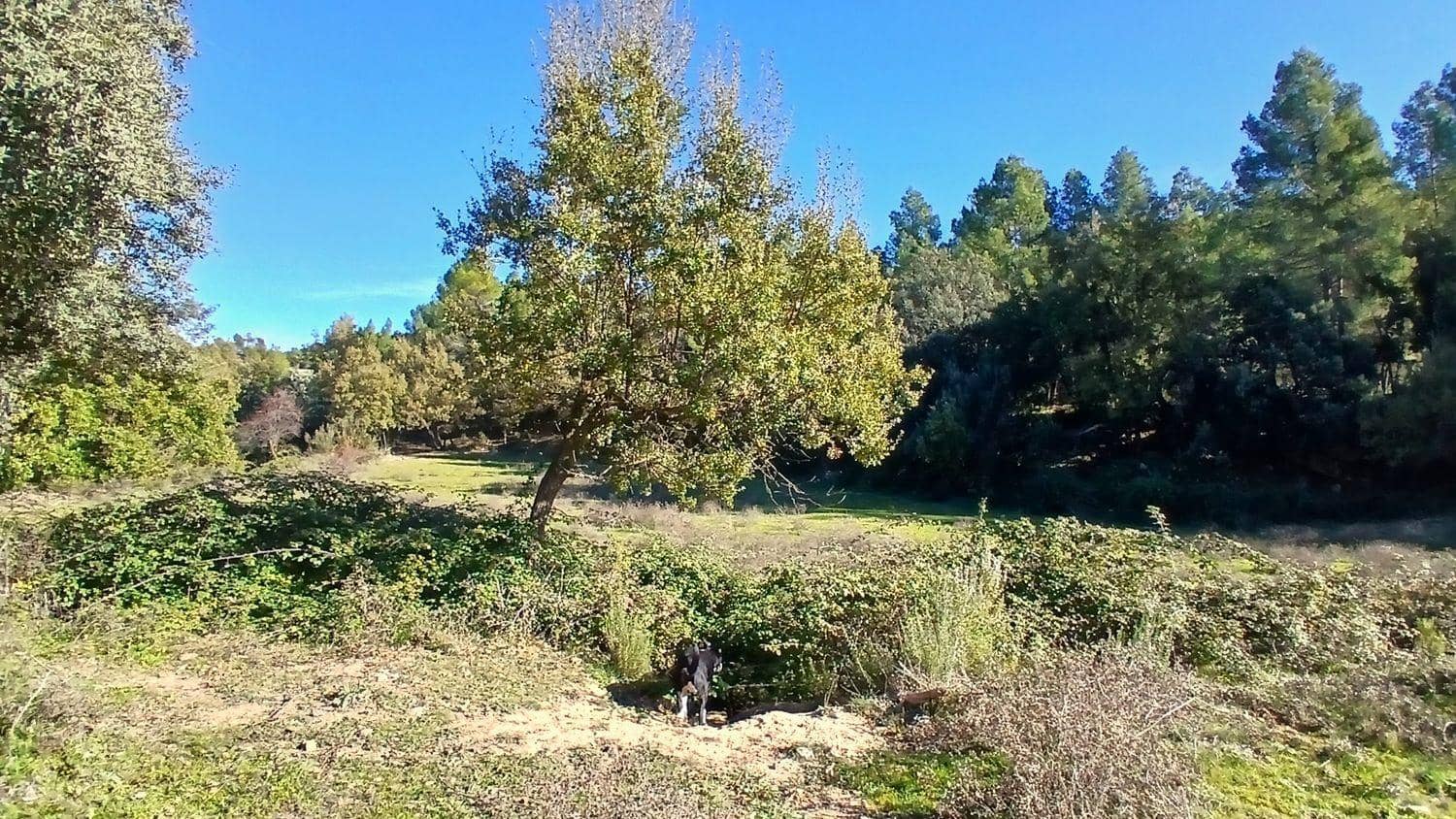 Terreno para Construção para venda em Cretas - 13 000 € (Ref: 10131419)