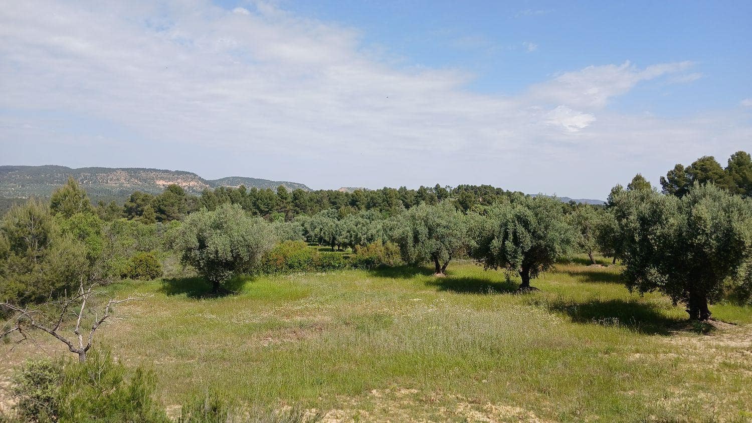Solar/Parcela en La Portellada en venta - 15.000 € (Ref: 10171230)