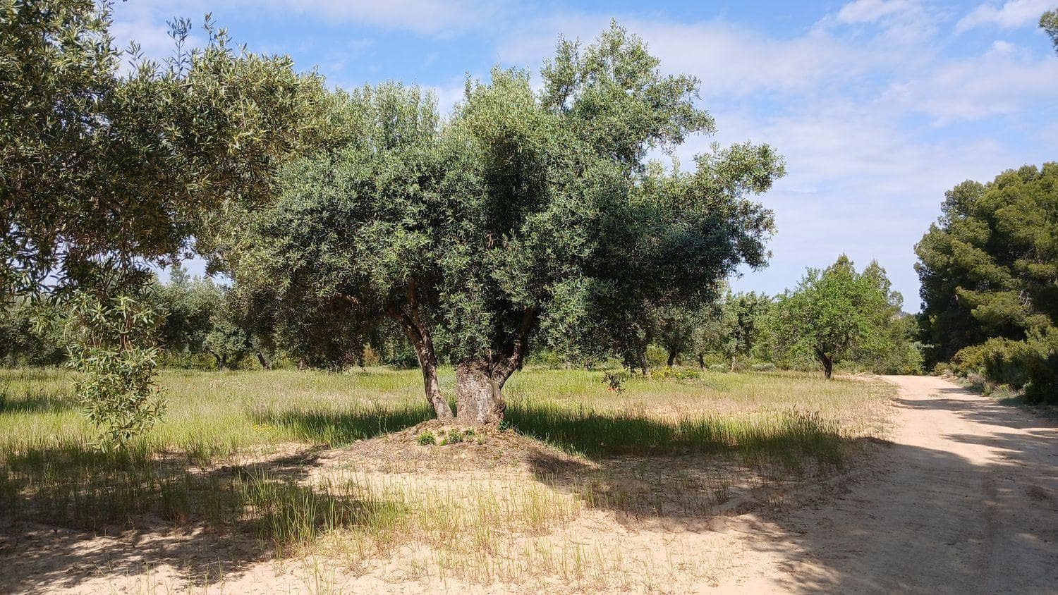 Solar/Parcela en La Portellada en venta - 15.000 € (Ref: 10171230)