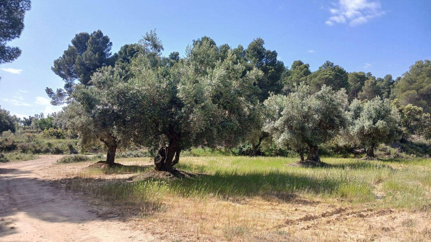 Solar/Parcela en La Portellada en venta - 15.000 € (Ref: 10171230)