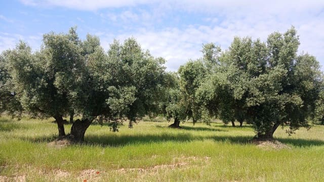 Solar/Parcela en La Portellada en venta - 15.000 € (Ref: 10171230)
