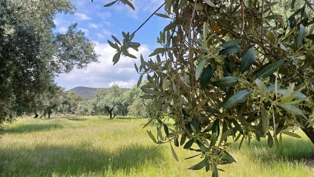Solar/Parcela en La Portellada en venta - 15.000 € (Ref: 10171230)