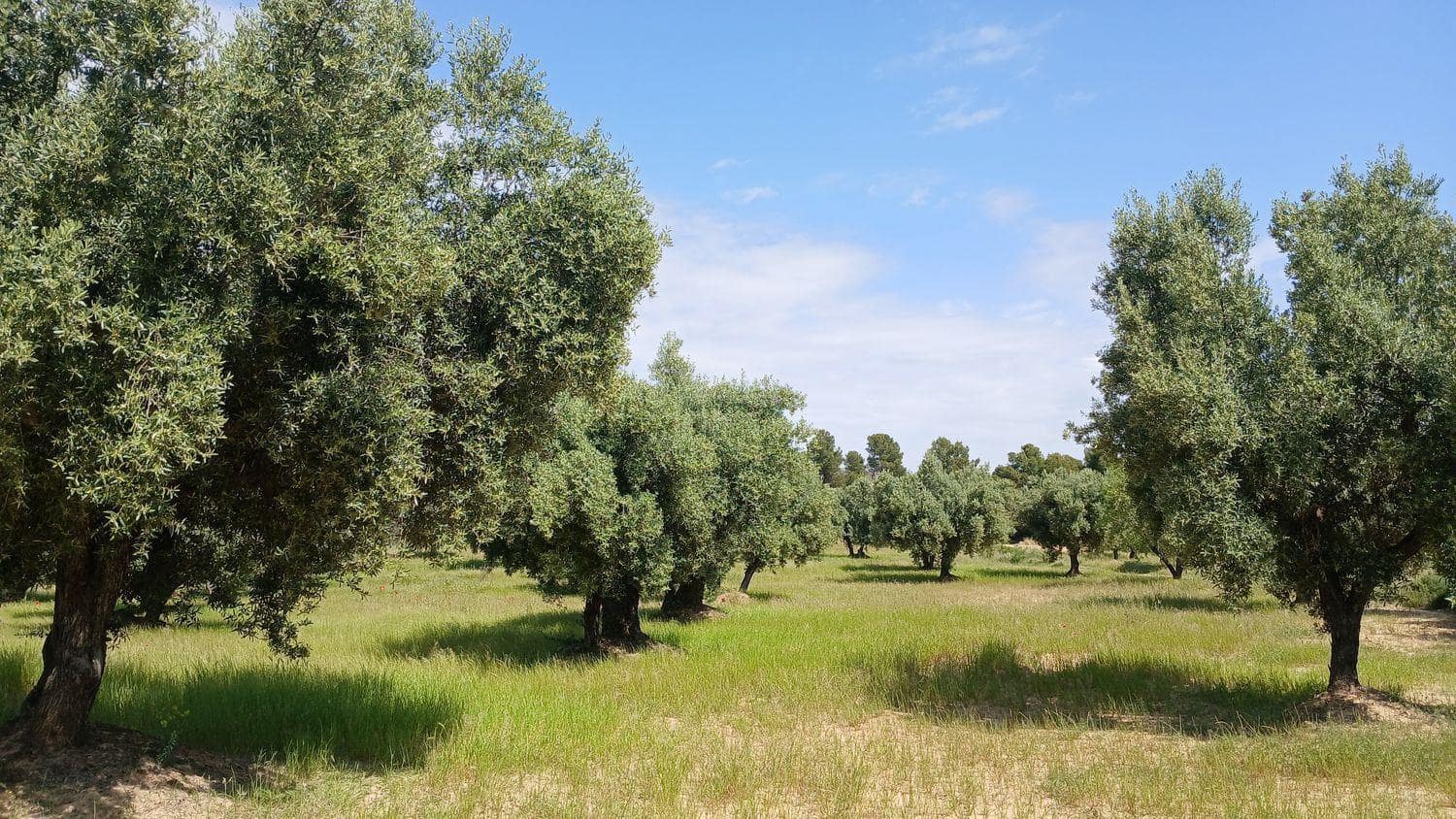 Solar/Parcela en La Portellada en venta - 15.000 € (Ref: 10171230)