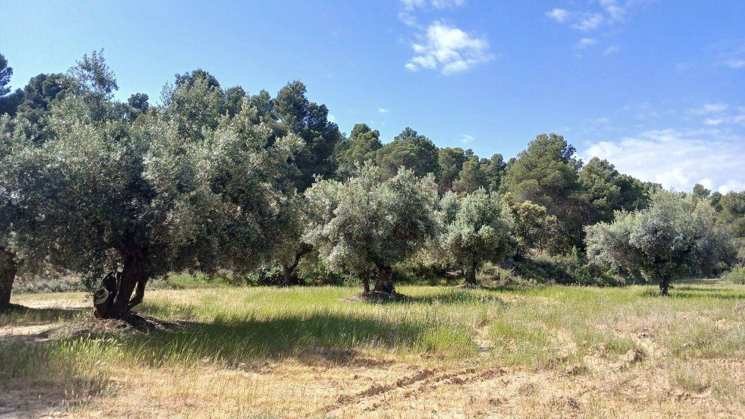 Solar/Parcela en La Portellada en venta - 15.000 € (Ref: 10171230)