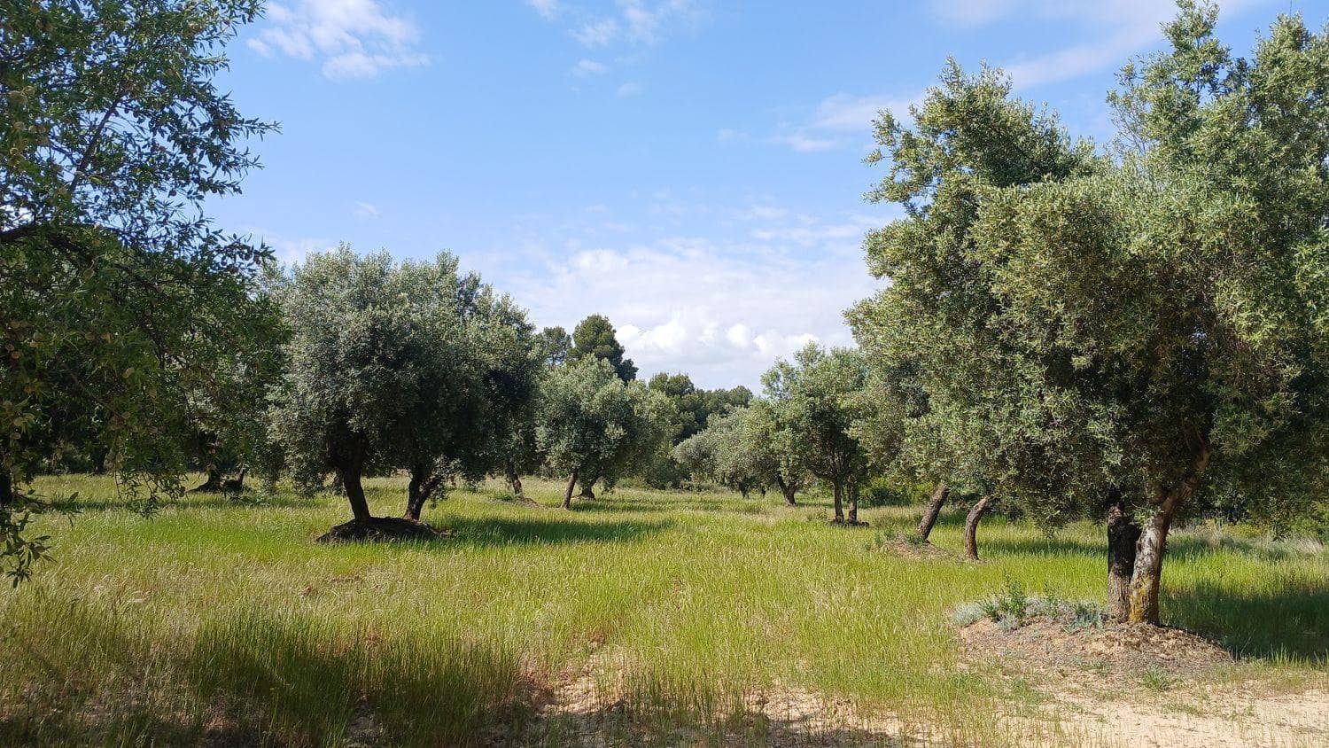 Solar/Parcela en La Portellada en venta - 15.000 € (Ref: 10171230)