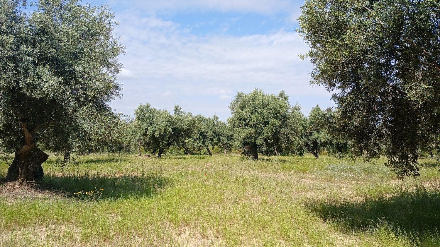 Solar/Parcela en La Portellada en venta - 15.000 € (Ref: 10171230)